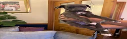 Whippet dogs for sale: Whippet puppies for sale - Advert 7