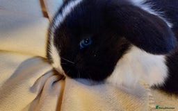 Mini Lop rabbits for sale: Gorgeous 💙purebred mini lop bunnies💙  - Image 4