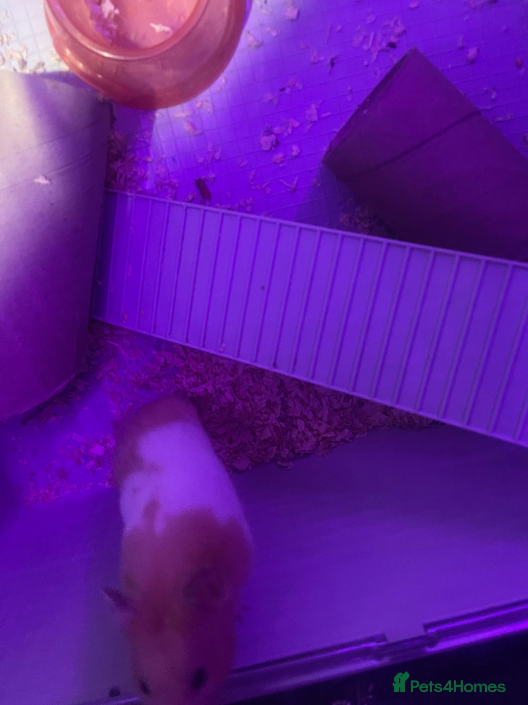 Hamster rodents for sale: Chunk the hamster  - Image 11