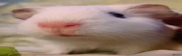 Guinea Pig rodents for sale: Cookie & Cupcake 🍪🧁– Bonded Baby Guinea Pigs ❤️ - Advert 8