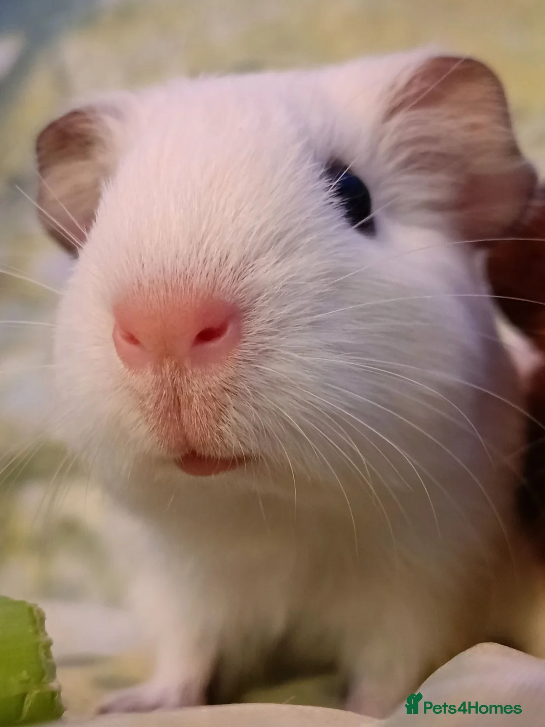 Guinea Pig rodents for sale: Cookie & Cupcake 🍪🧁– Bonded Baby Guinea Pigs ❤️ - Advert 8