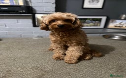Cockapoo dogs for sale: Girl Cockapoo 5 years  - Image 2