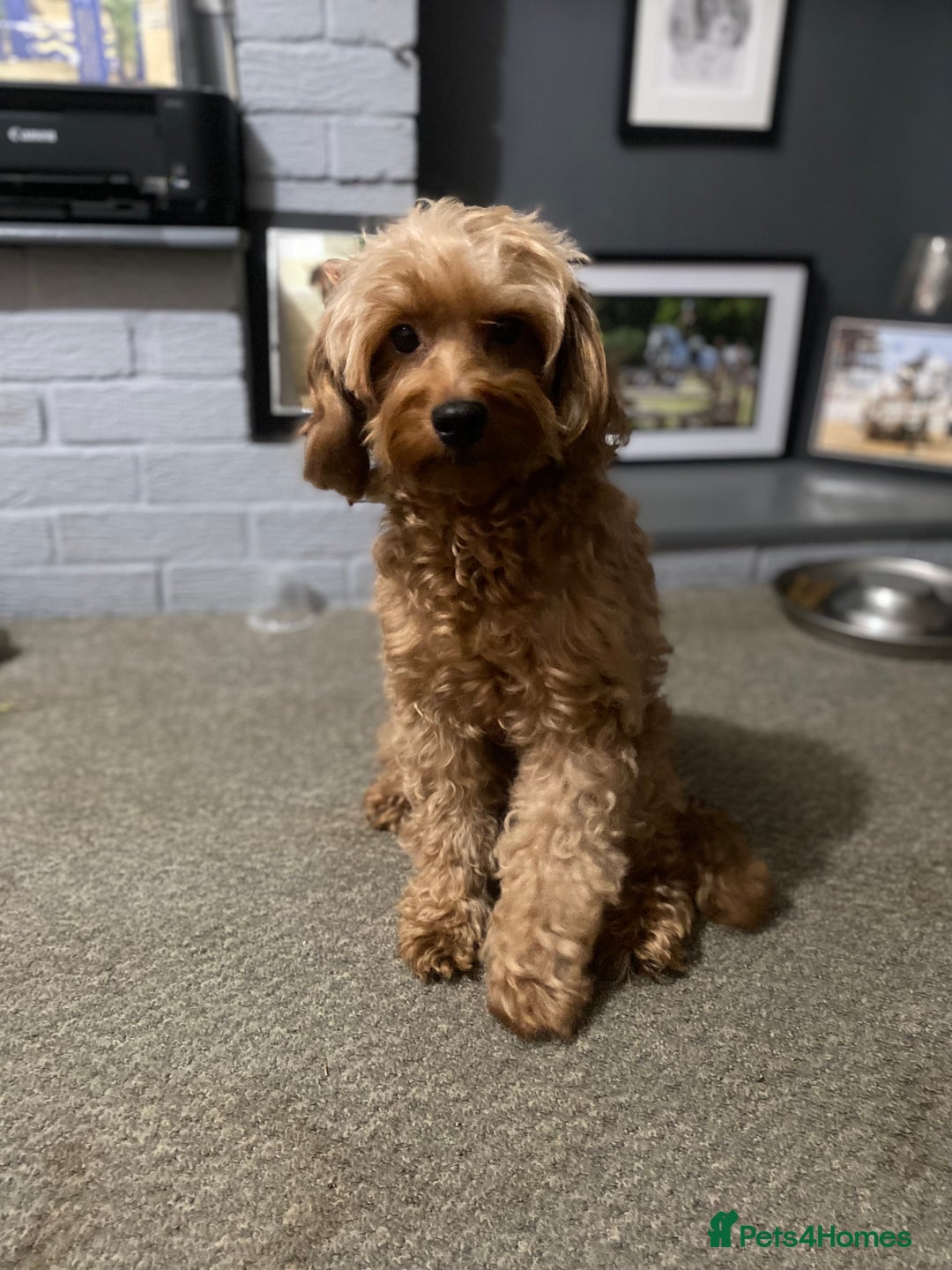 Cockapoo dogs for sale: Girl Cockapoo 5 years  - Image 2