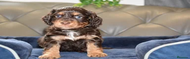 Cocker Spaniel Puppy 2