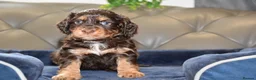 Cocker Spaniel dogs for sale: Kc Reg  Cocker Spaniel Puppies Health Tested - Advert 38