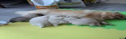 Pomeranian dogs for sale: Pomeranian puppies for sale - Advert 15