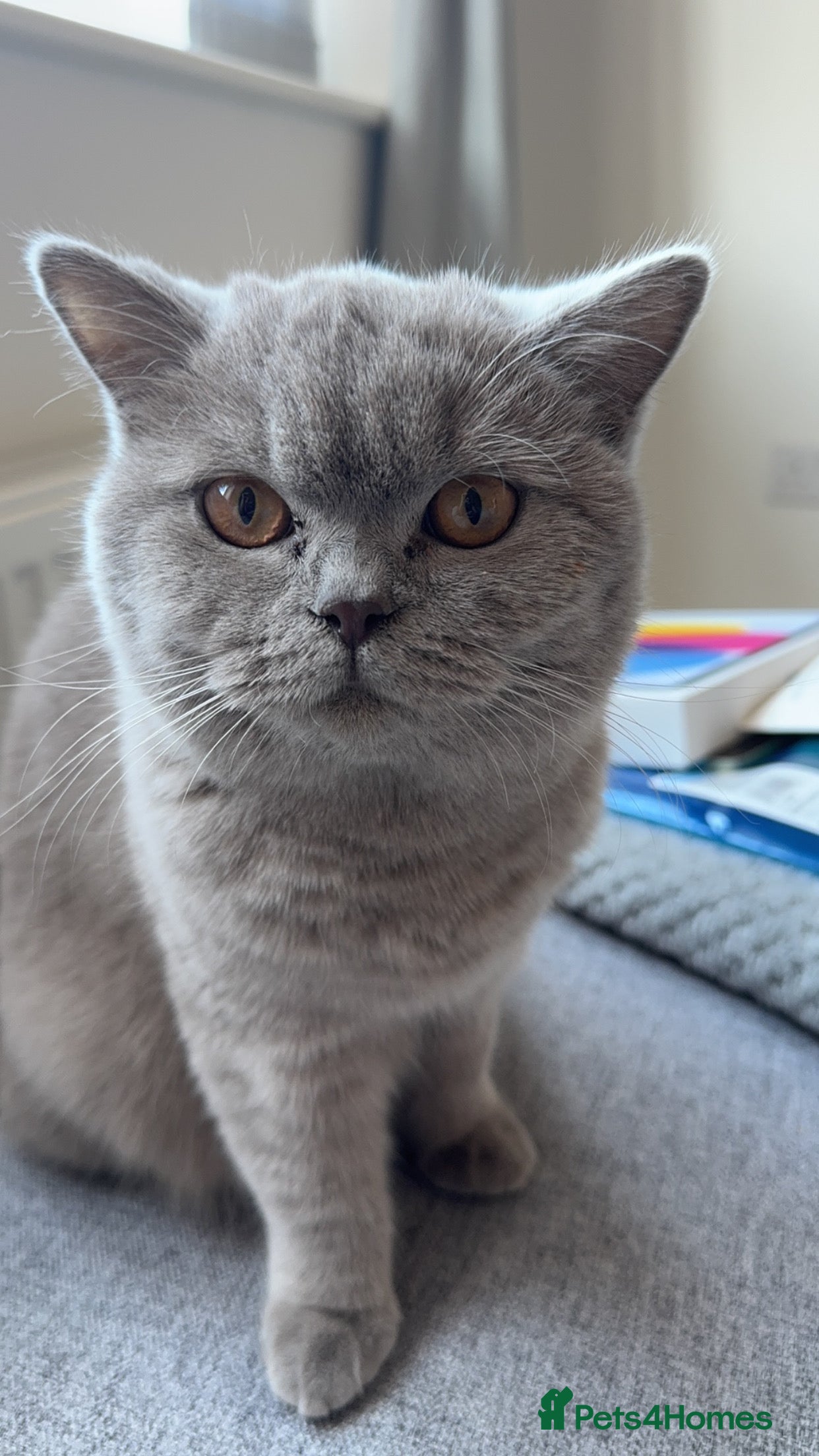 British Shorthair cats 4 kittens half British shorthair  - Advert 16