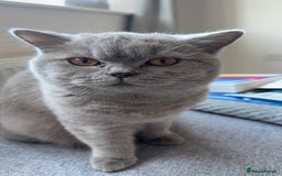 British Shorthair cats for sale: 4 kittens half British shorthair  - Advert 1