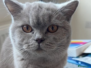 British Shorthair cats for sale: 4 kittens half British shorthair - Advert 1