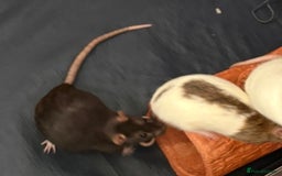 Rat rodents for sale: Female rats - Image 2