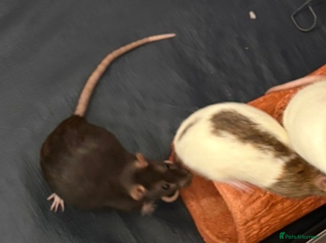Rat rodents for sale: Female rats - Image 2
