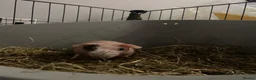 Guinea Pig rodents for sale: Skinny pig - Advert 6
