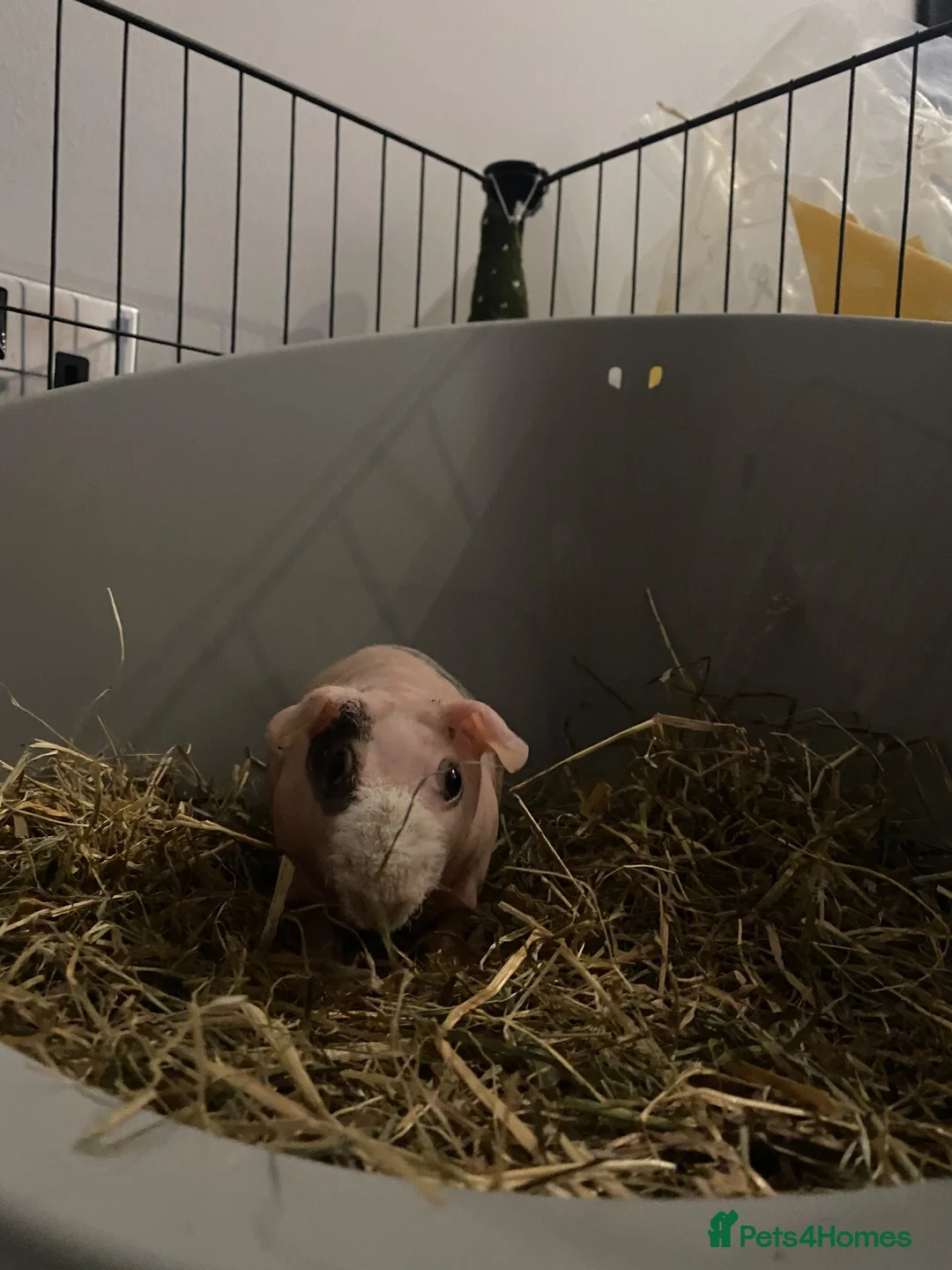 Guinea Pig rodents for sale: Skinny pig - Advert 6