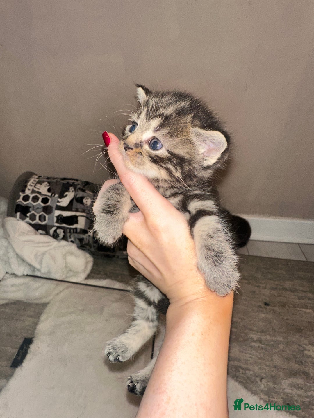 Maine Coon cats for sale: 5 MAINE COON X BABIES FOR SALE  - Advert 6