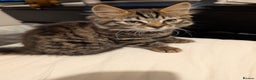 Bengal cats for sale: 2 beautiful Bengal x kittens ready for new home  - Advert 3