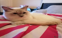 Ragdoll cats for stud: Lilac Ragdoll for stud - Image 1