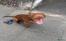 American Bull Staffy dogs for sale: American staffy - Image 6