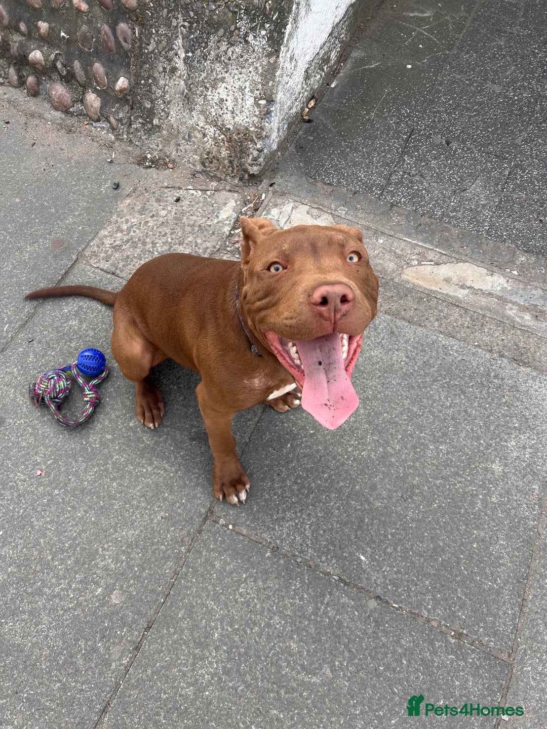 American Bull Staffy dogs for sale: American staffy - Image 6