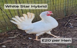 Chickens poultry for sale: Hybrid hens for sale - Image 5
