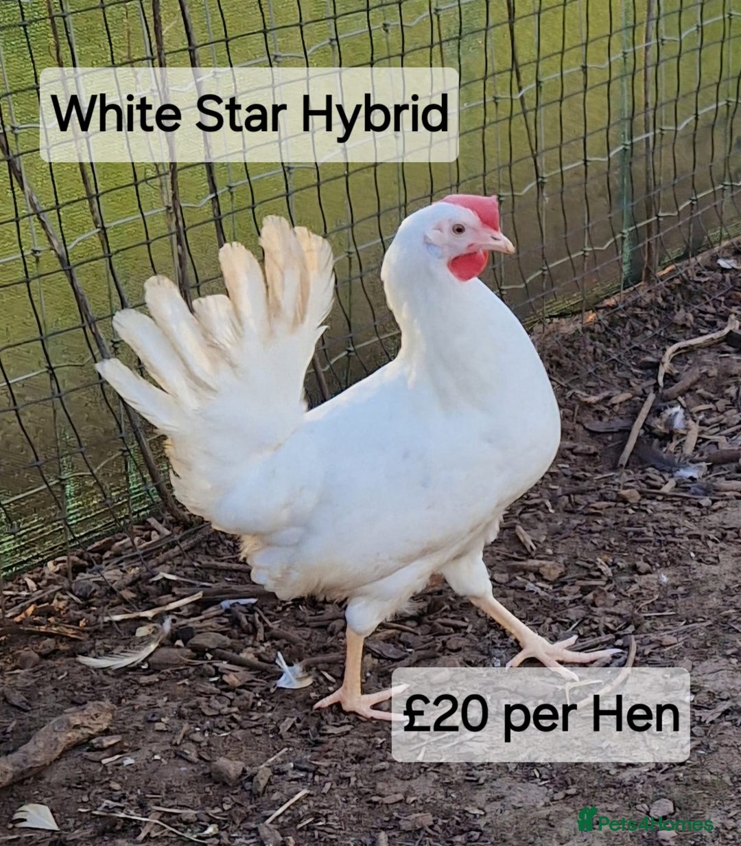 Chickens poultry for sale: Hybrid hens for sale - Image 5