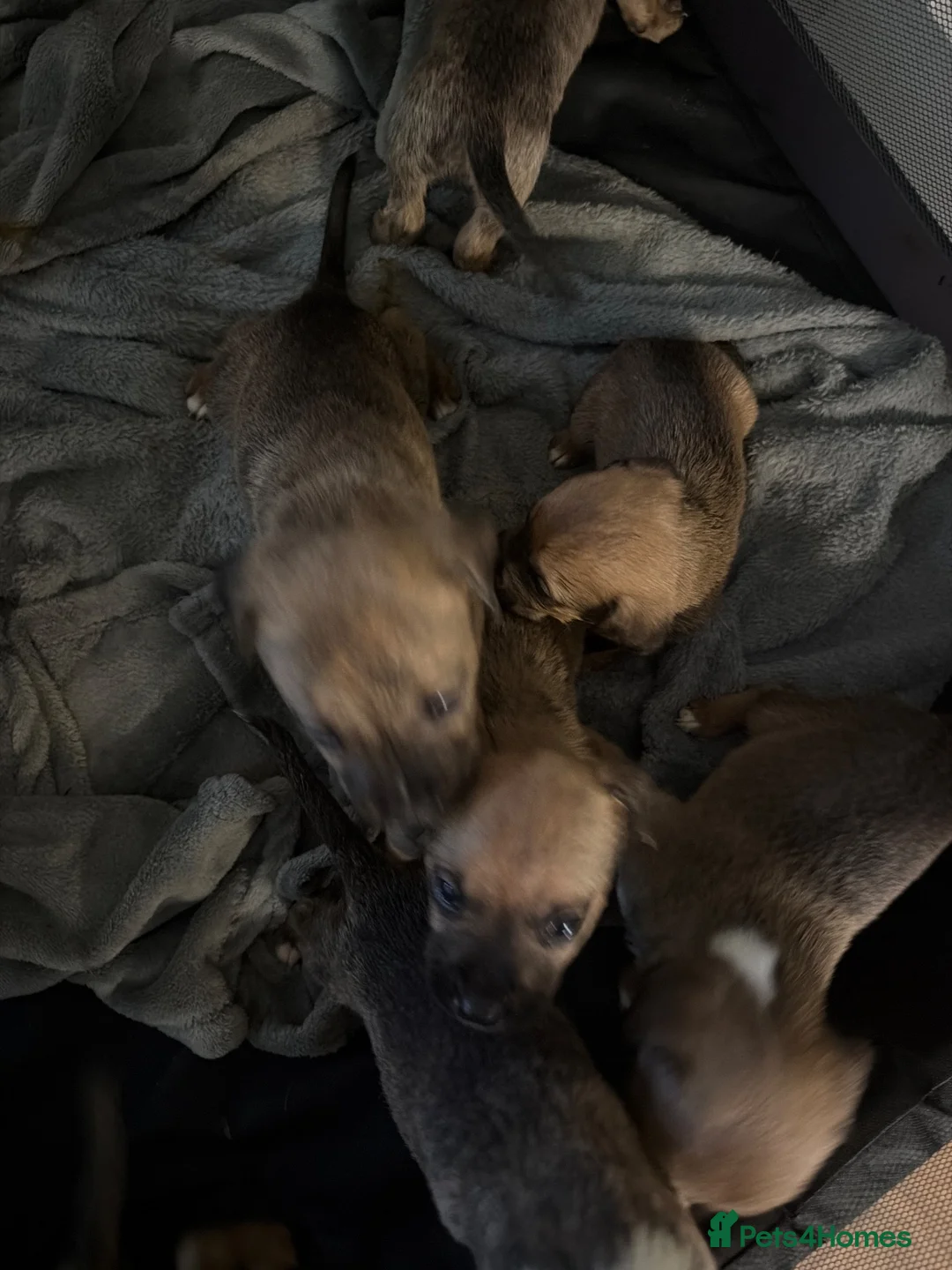 Mixed Breed dogs for sale: Dogs  - Advert 2