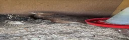 Quail poultry for sale: Breeding pen quail  - Advert 4