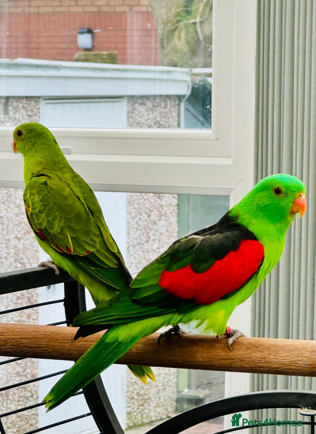 Parrots birds for sale: RARE Pair of Crimson Wing Parrots - Advert 5