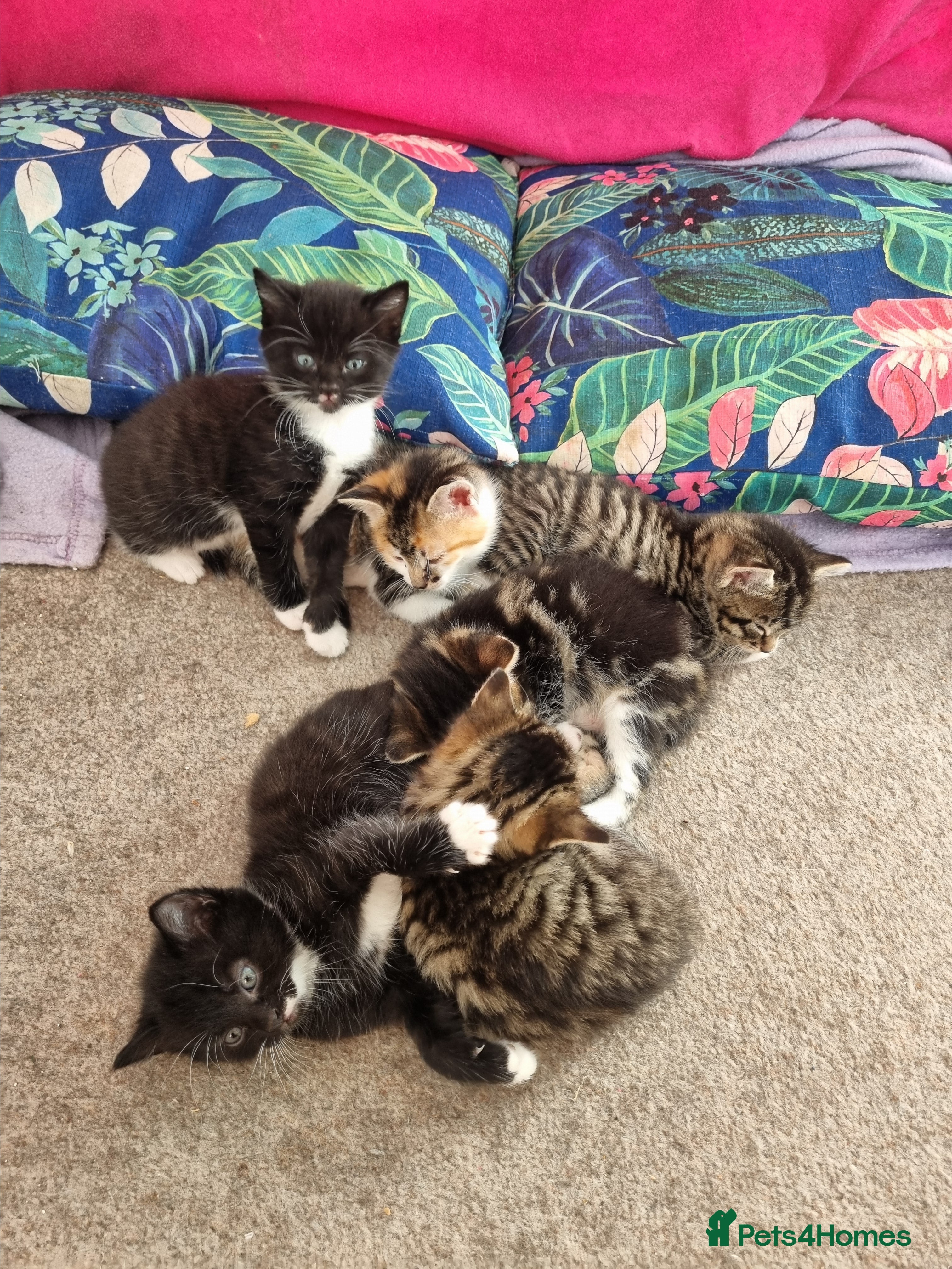 Mixed Breed cats Playful beautiful 😍 kittens, ready to go £50.  - Advert 16