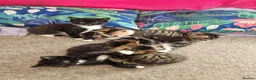 Mixed Breed cats for sale: Playful beautiful 😍 kittens, ready to go £50.  - Advert 1