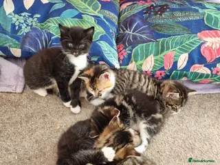 Mixed Breed cats Playful beautiful 😍 kittens, ready to go £50. - Advert 16