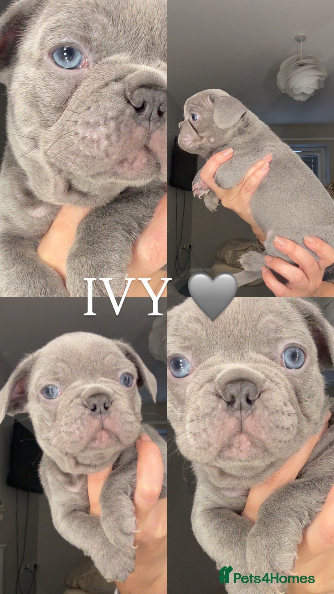 French Bulldog dogs for sale: Beautiful French Bulldog Pups  - Advert 3