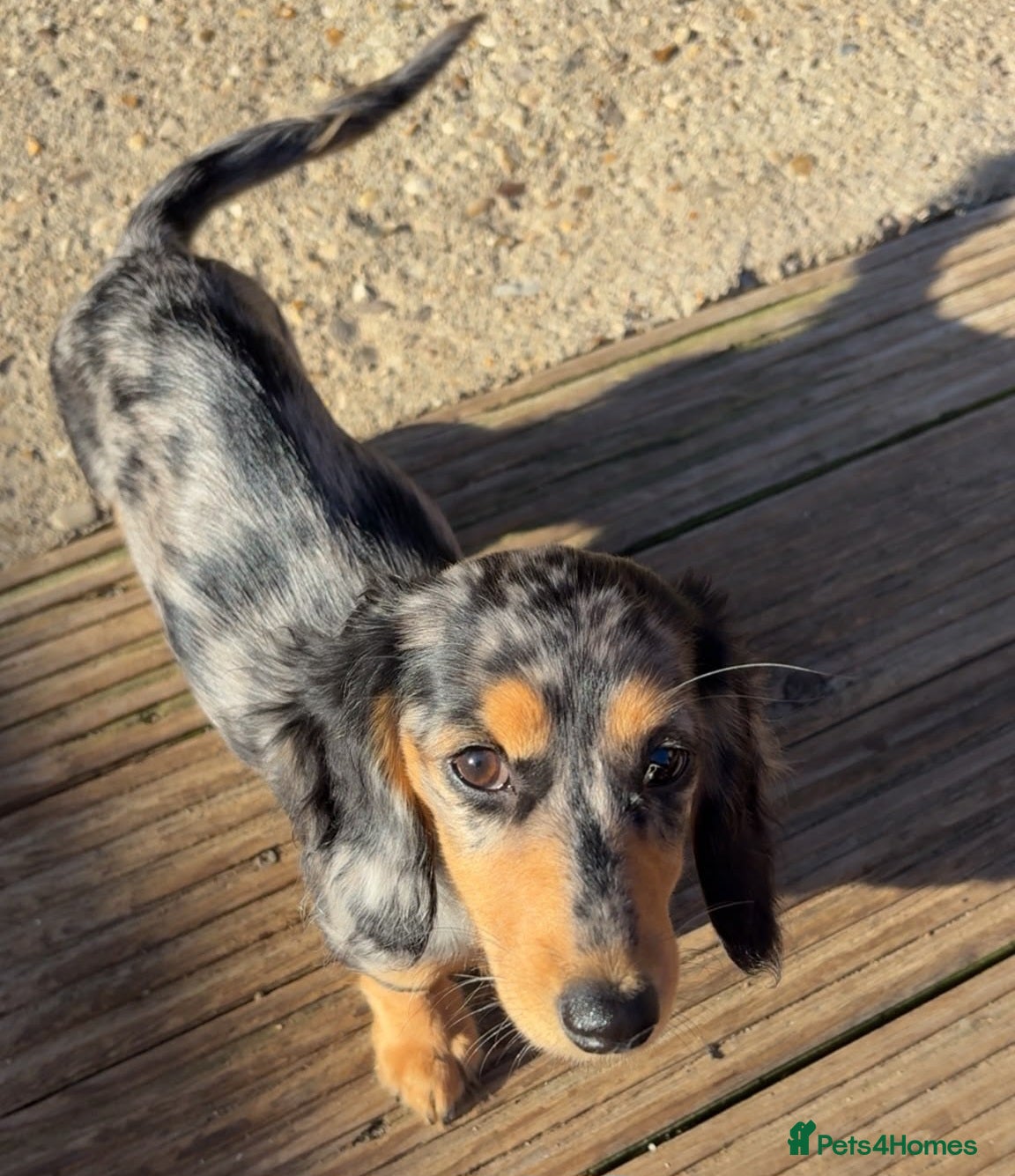 Miniature Dachshund dogs Miniature Dachshunds ready now - Advert 5