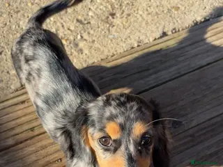 Miniature Dachshund dogs Miniature Dachshunds ready now - Advert 5