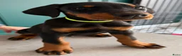 Dobermann dogs for sale: 2 LEFT,READY NOW,BEAUTIFUL DOBERMAN PUPPIES - Advert 6