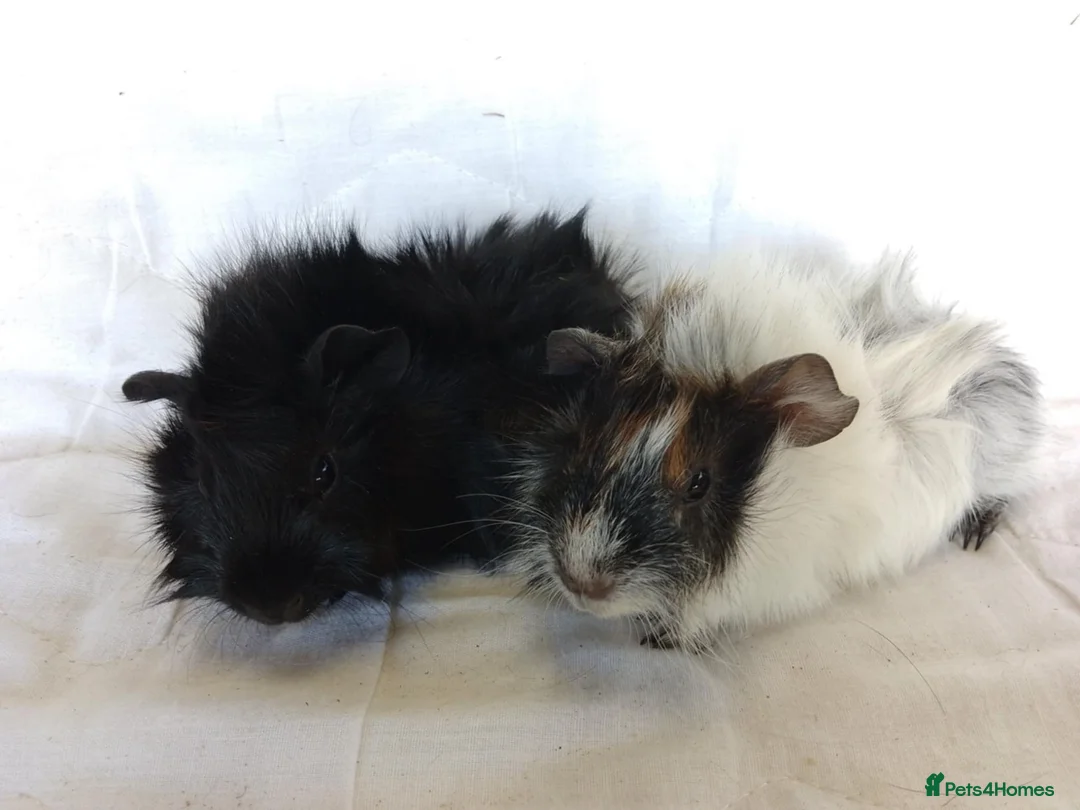 Guinea Pig rodents for sale: Pair of lovely Guinea pig sisters for sale - Advert 2