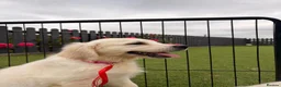 Golden Retriever dogs for sale: Kc registered health tested parents  - Advert 27