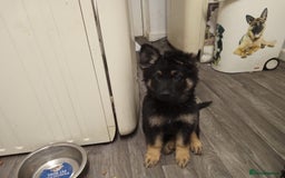 German Shepherd dogs for sale: 2 beautiful German shepherd puppies  - Image 4
