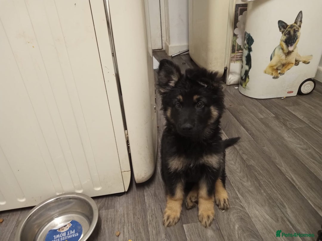 German Shepherd dogs for sale: 2 beautiful German shepherd puppies  - Image 4