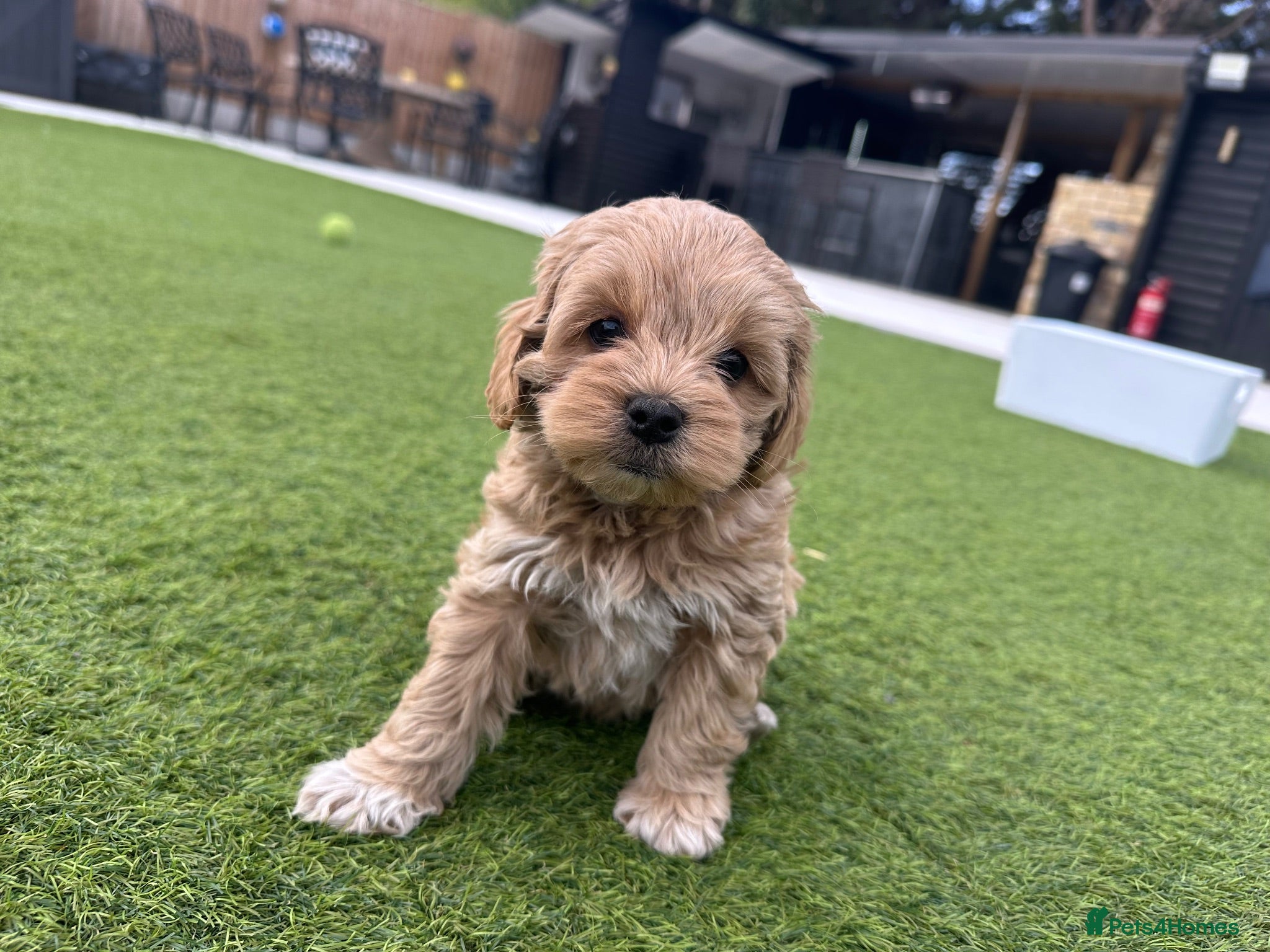 Maltipoo dogs ✨ HEALTH TESTED PARENTS ✨KC 👑 MALTIPOOS 👑 - Advert 1
