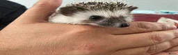 Pygmy Hedgehog rodents for sale: African Pygmy Hedgehog's (Ready to go!) (One left) - Advert 4