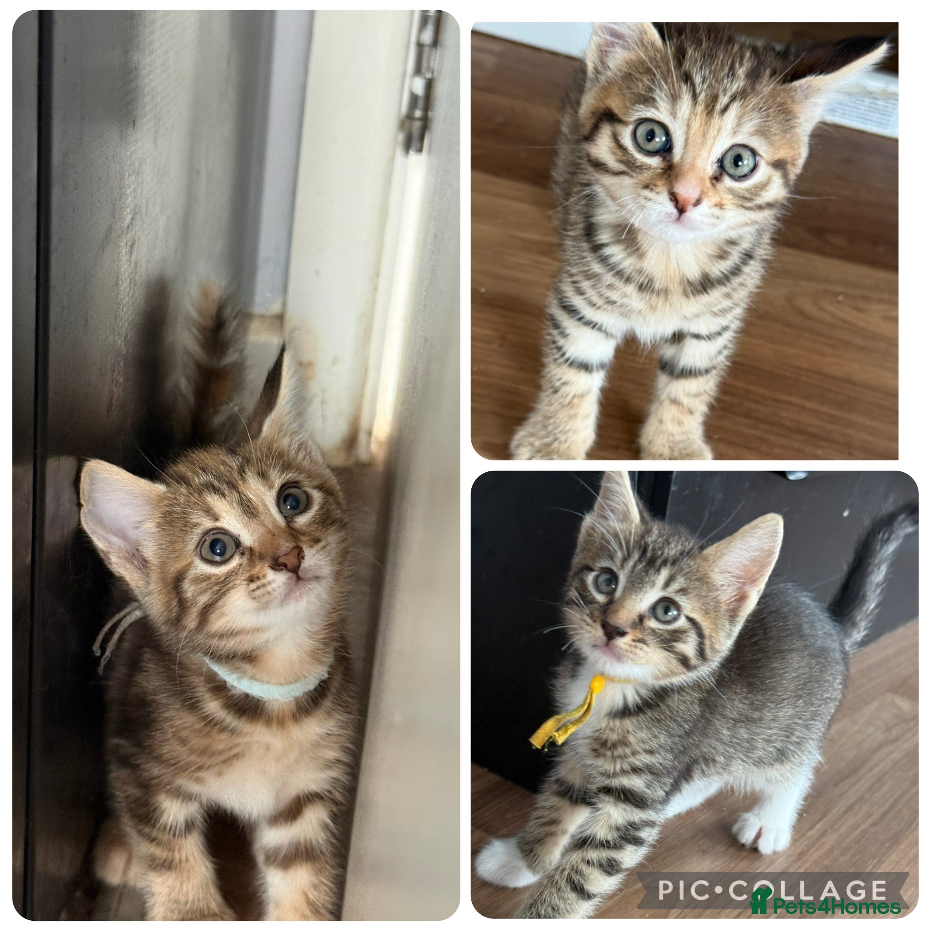 Norwegian Forest Cat cats 3 stunning half Norwegian kittens left - Advert 16