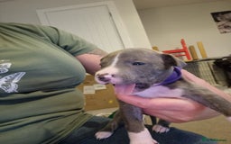 Mixed Breed dogs for sale: Staffy x Whippet puppies - Image 14