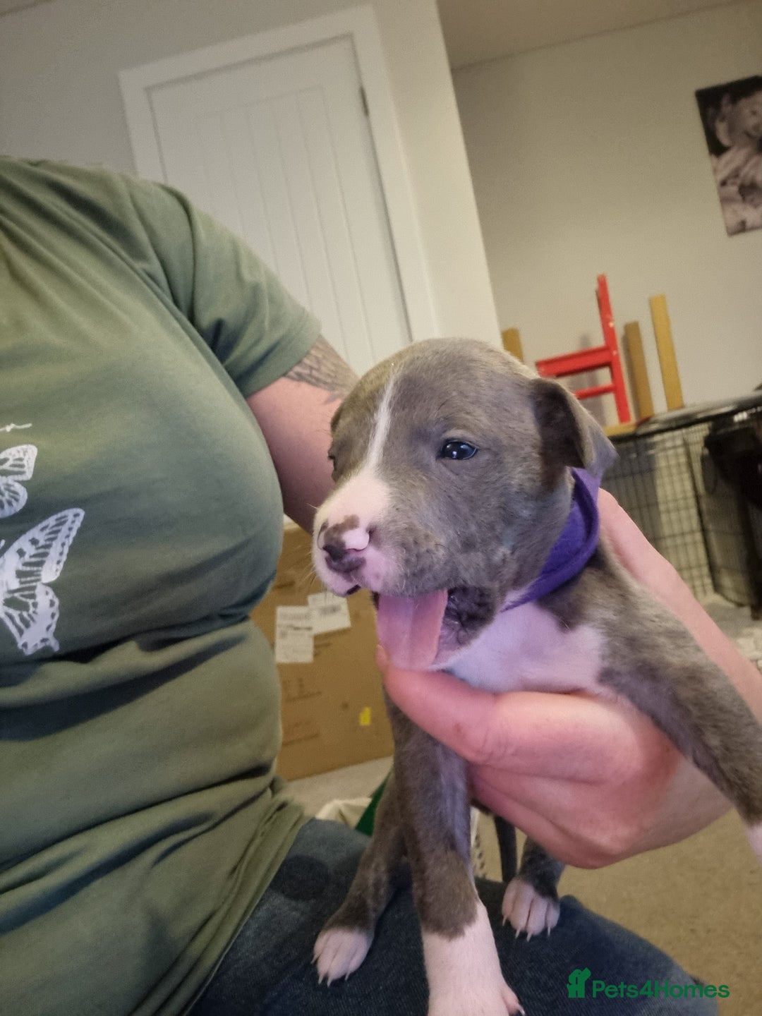 Mixed Breed dogs for sale: Staffy x Whippet puppies - Image 14