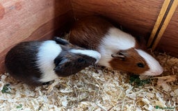 Guinea Pig rodents for sale: Dutch Sows/girls - Image 5