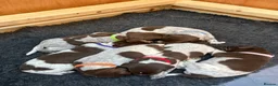 German Shorthaired Pointer dogs for sale: Stunning German Shorthaired Pointer Pups KC Reg'd - Advert 15
