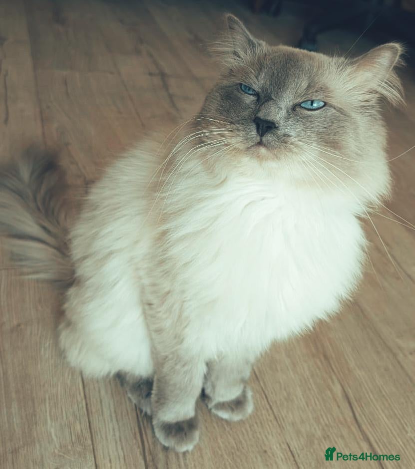 Ragdoll cats Stud champion line GCCF and TICA  - Advert 2