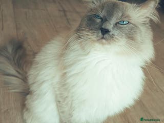 Ragdoll cats Stud champion line GCCF and TICA - Advert 2