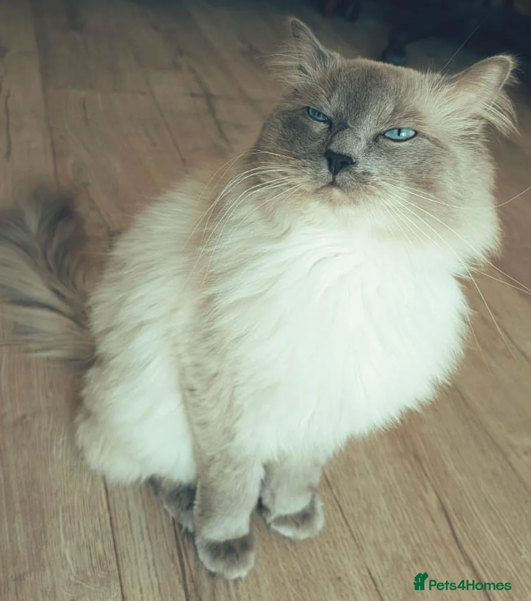 Ragdoll cats for stud: Stud champion line GCCF and TICA  - Advert 1