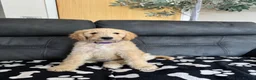 Goldendoodle dogs for sale: Beautiful golden doodle puppies for sale  - Advert 16