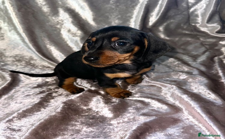Dachshund dogs - Advert 2